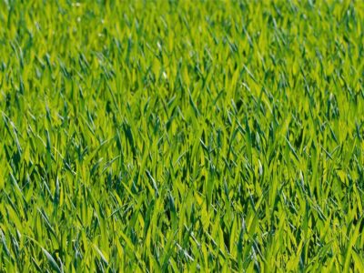 Feltham landscaping ideas