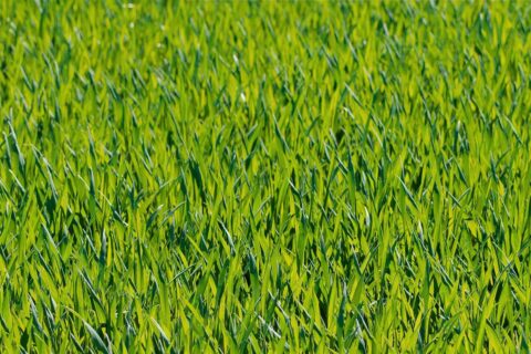 Wokingham  Artificial Grass Installation